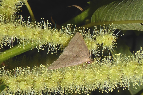 Herminia flavicrinalis, Erebidae